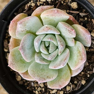 モカ 7.5cmポット 多肉植物 エケベリア Echeveria 福岡県産 多肉 観葉植物 インテリアグリーン 寄せ植えに (まとめ買いがお得♪)