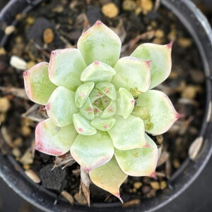 WbJ 7.5cm|bg A GPxA Echeveria 'Jackal' Y  ϗtA CeAO[ 񂹐A i܂Ƃߔj