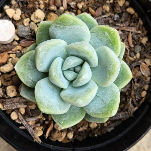 ACXO[ 7.5cm|bg A GPxA Echeveria 'Ice Green' Y  ϗtA CeAO[ 񂹐A i܂Ƃߔj