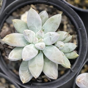 g}lVX 7.5cm|bg A GPxA Echeveria tolimanensis Y  ϗtA CeAO[ 񂹐A i܂Ƃߔj