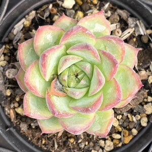 sNNX^[Y 7.5cm|bg A GPxA Echeveria 'Pink Crystal Rose' Y  ϗtA CeAO[ 񂹐A i܂Ƃߔj