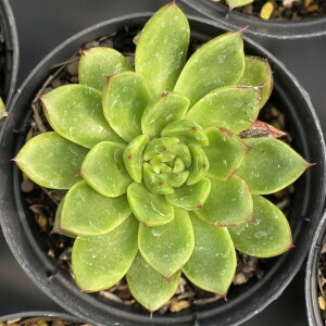 vhjXxf̏ 7.5cm|bg A GPxA Echeveria Y  ϗtA CeAO[ 񂹐A i܂Ƃߔj