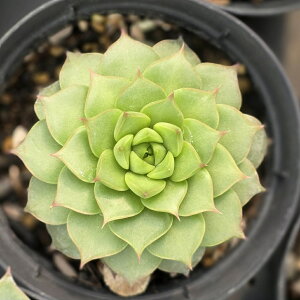 t@tB[ 7.5cm|bg A GPxA Echeveria Y  ϗtA CeAO[ 񂹐A i܂Ƃߔj