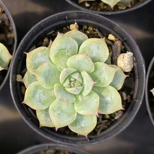 VGbg 7.5cm|bg A GPxA Echeveria 'Silhouette' Y  ϗtA CeAO[ 񂹐A i܂Ƃߔj
