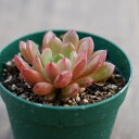 ピンクルルビー  7.5cmポット 多肉植物 グラプトベリア Graptove...