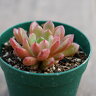 ピンクルルビー  7.5cmポット 多肉植物 グラプトベリア Graptove...