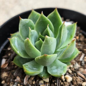 }[sG[ 7.5cm|bg A GPxA Echeveria Y  ϗtA CeAO[ 񂹐A i܂Ƃߔj