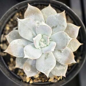 StrictifloraxDesmetiana 7.5cm|bg A GPxA XgNeBt[xfX`Ai Echeveria Y  ϗtA CeAO[ 񂹐A i܂Ƃߔj