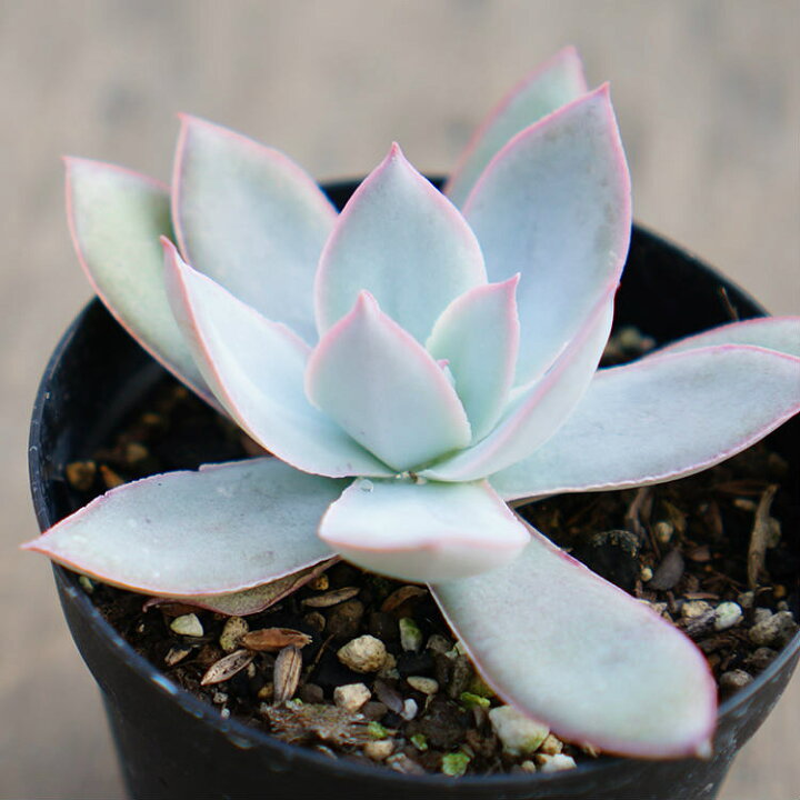楽天市場 カンテ 7 5cmポット エケベリア Echeveria Cante 福岡県産 多肉植物 多肉 観葉植物 インテリアグリーン 寄せ植えに まとめ買いがお得 季の香 きのか