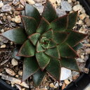 パープルスター  7.5cmポット 多肉植物 エケベリア Echeveria  ...