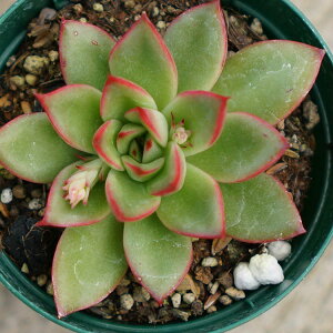 NX}XCu 7.5cm|bg A GPxA Echeveria Christmas Eve. NX}XECu Y  ϗtA CeAO[ 񂹐A i܂Ƃߔj