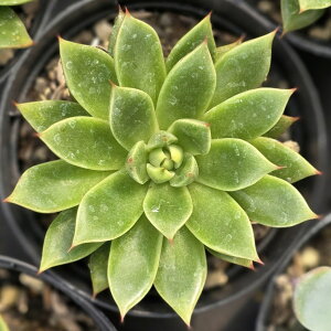 ht 7.5cm|bg A GPxA Echeveria 'Rudolph' Y  ϗtA CeAO[ 񂹐A i܂Ƃߔj