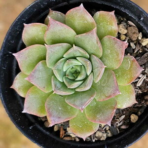 qJ 7.5cm|bg A GPxA Echeveria Y  ϗtA CeAO[ 񂹐A i܂Ƃߔj