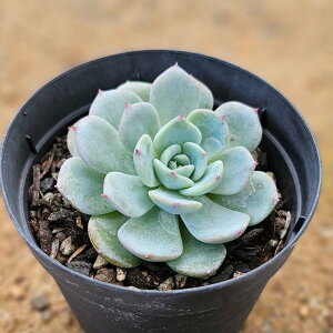u 7.5cm|bg A GPxA Echeveria Y  ϗtA CeAO[ 񂹐A i܂Ƃߔj