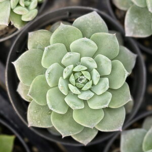 ACWOO[X 7.5cm|bg A GPxA Echeveria Y  ϗtA CeAO[ 񂹐A i܂Ƃߔj