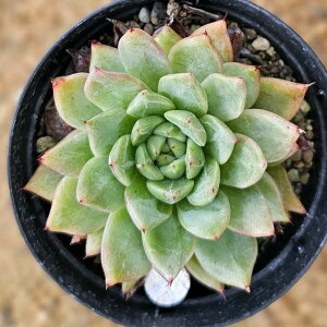 W 7.5cm|bg A GPxA Echeveria Y  ϗtA CeAO[ 񂹐A i܂Ƃߔj
