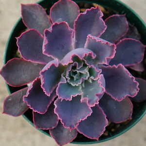 lIu[J[Y 7.5cm|bg A GPxA Echeveria 'Neon Breakers' Y  ϗtA CeAO[ 񂹐A i܂Ƃߔj