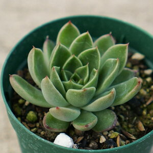 v[Ai 7.5cm|bg A GPxA Echeveria 'Puli-Lindsayana Y  ϗtA CeAO[ 񂹐A i܂Ƃߔj