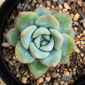 A}r 7.5cm|bg A Mtg GPxA Echeveria 'Amabire' Y  ϗtA CeAO[ 񂹐A i܂Ƃߔj