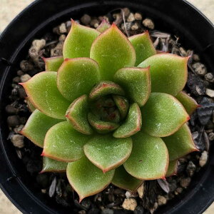 YE 7.5cm|bg A GPxA Echeveria Y  ϗtA CeAO[ 񂹐A i܂Ƃߔj