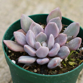 トップシーデビー 7.5cmポット 多肉植物 グラプトベリア Graptoveria Topsy Debbi 福岡県産 多肉 観葉植物 インテリアグリーン 寄せ植えに （まとめ買いがお得♪）