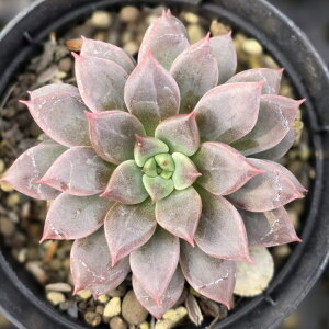 GX 7.5cm|bg A GPxA Echeveria Y  ϗtA CeAO[ 񂹐A i܂Ƃߔj