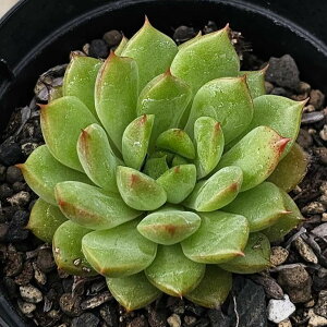 C}[X 7.5cm|bg A GPxA Echeveria Y  ϗtA CeAO[ 񂹐A i܂Ƃߔj