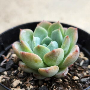 EFf 7.5cm|bg A GPxA Echeveria Y  ϗtA CeAO[ 񂹐A i܂Ƃߔj