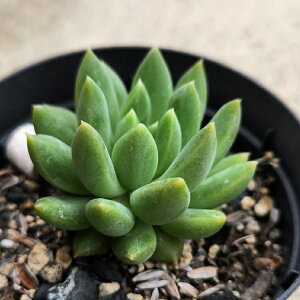 }WbNgDCN 7.5cm|bg A pLxA Pachyveria 'Magic Twinkle' Y  ϗtA CeAO[ 񂹐A i܂Ƃߔj