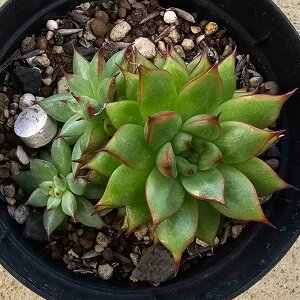 CX^[ 7.5cm|bg A GPxA Echeveria Y  ϗtA CeAO[ 񂹐A i܂Ƃߔj