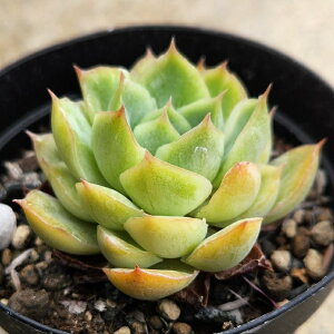 gDCN 7.5cm|bg A GPxA Echeveria Y  ϗtA CeAO[ 񂹐A i܂Ƃߔj
