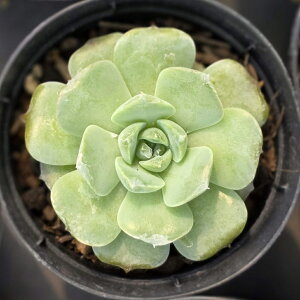 } 7.5cm|bg A GPxA Echeveria Y  ϗtA CeAO[ 񂹐A i܂Ƃߔj