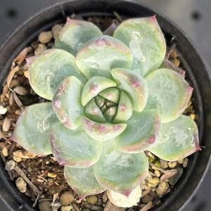 V}R[^ 7.5cm|bg A GPxA Echeveria Y  ϗtA CeAO[ 񂹐A i܂Ƃߔj