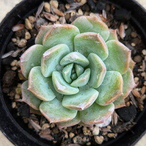 qAiACX 7.5cm|bg A GPxA Echeveria Y  ϗtA CeAO[ 񂹐A i܂Ƃߔj