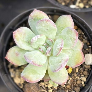 s[`LfB 7.5cm|bg A GPxA Echeveria Y  ϗtA CeAO[ 񂹐A i܂Ƃߔj
