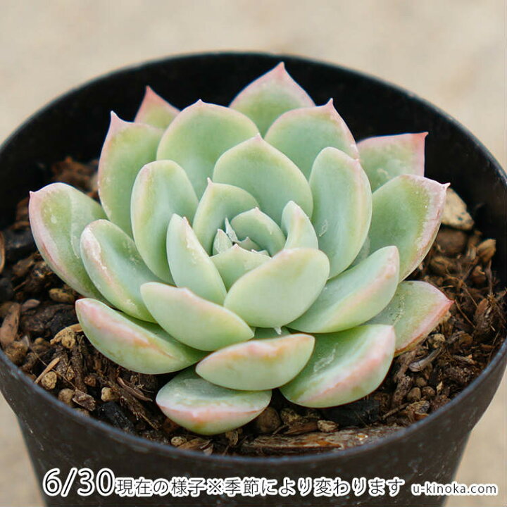 楽天市場】スイレン 睡蓮 7.5cmポット 多肉植物 エケベリア Echeveria 