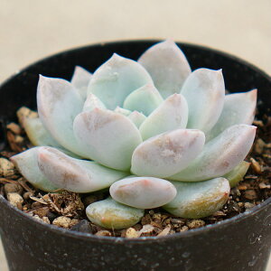 [ 7.5cm|bg A GPxA Echeveria monroe Y  ϗtA CeAO[ 񂹐A i܂Ƃߔj