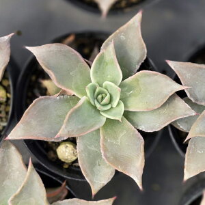}fBo 7.5cm|bg A GPxA Echeveria Y  ϗtA CeAO[ 񂹐A i܂Ƃߔj