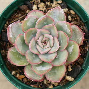 wNX 7.5cm|bg A GPxA Echeveria hercules Y  ϗtA CeAO[ 񂹐A i܂Ƃߔj