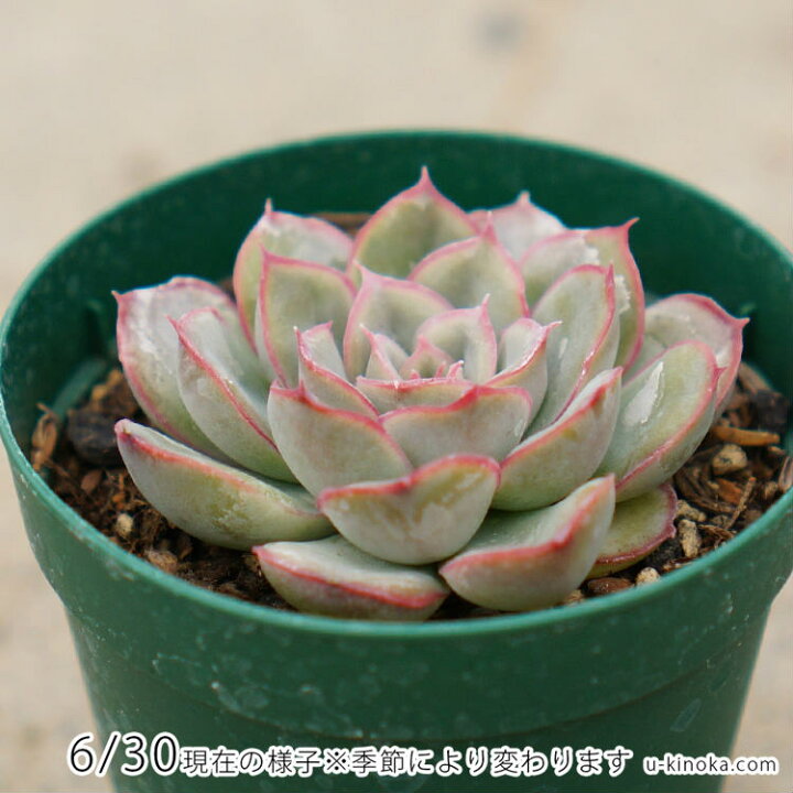 楽天市場】ヘラクレス 7.5cmポット 多肉植物 エケベリア Echeveria 