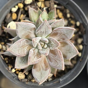 XgGy[ 7.5cm|bg A GPxA Echeveria 'Last Emperor' Y  ϗtA CeAO[ 񂹐A i܂Ƃߔj
