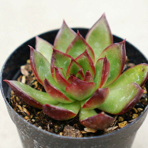 u 7.5cm|bg A GPxA Echeveria Rubra AK{CfX Y  ϗtA CeAO[ 񂹐A i܂Ƃߔj