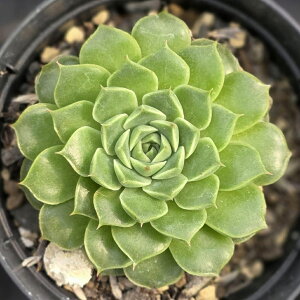 G}m 7.5cm|bg A GPxA Echeveria Y  ϗtA CeAO[ 񂹐A i܂Ƃߔj