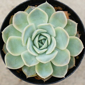 WZ 7.5cm|bg A GPxA Echeveria Jocelyn Y  ϗtA CeAO[ 񂹐A i܂Ƃߔj