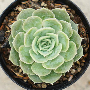 IX[ 7.5cm|bg A GPxA Echeveria Onslow Y  ϗtA CeAO[ 񂹐A i܂Ƃߔj