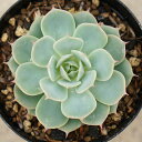 グロリア  7.5cmポット 多肉植物 エケベリア Echeveria gloria ...