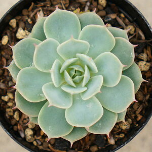OA 7.5cm|bg A GPxA Echeveria gloria O[A Y  ϗtA CeAO[ 񂹐A i܂Ƃߔj