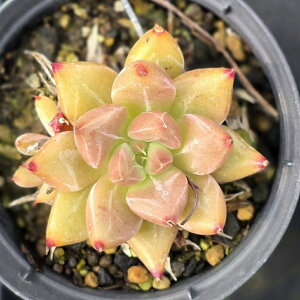 vlbgX^[Y 7.5cm|bg A GPxA Echeveria Y  ϗtA CeAO[ 񂹐A i܂Ƃߔj