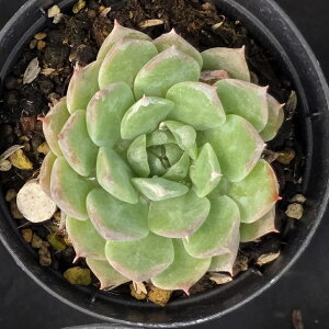 R[^xqAi 7.5cm|bg A GPxA Echeveria Y  ϗtA CeAO[ 񂹐A i܂Ƃߔj