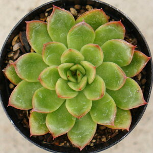 Ԃ̑zv@ nim\Et 7.5cm|bg A GPxA Echeveria Hananosoufuren Ԃ̑zv  Y  ϗtA CeAO[ 񂹐A i܂Ƃߔj